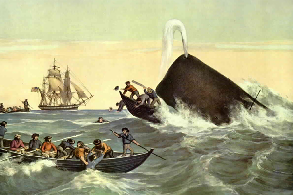 whale1.jpg